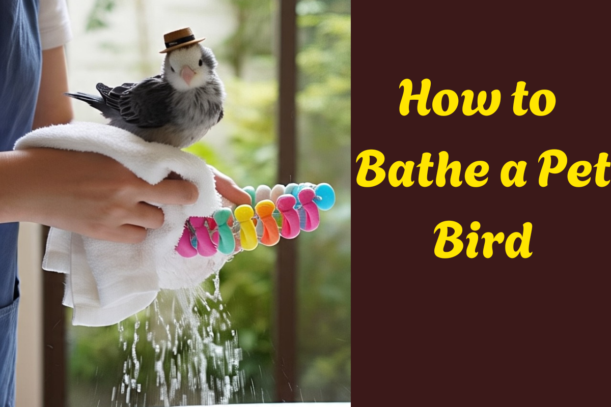 How to Give Your Pet Bird a Bath