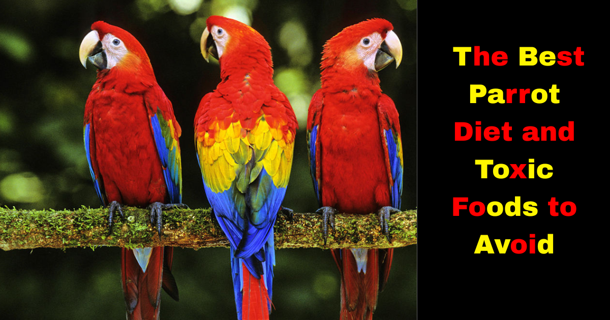 The Best Parrot Diet (and Toxic Foods to Avoid)