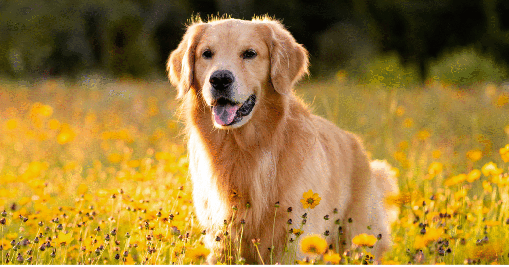 Golden Retriever gentle family dog for kids
