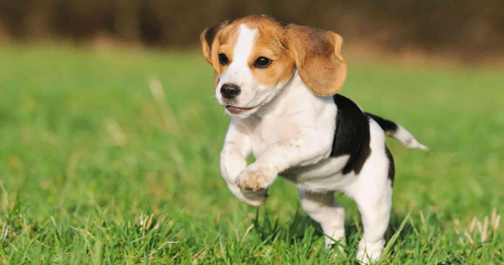 Beagle playful family-friendly dog
