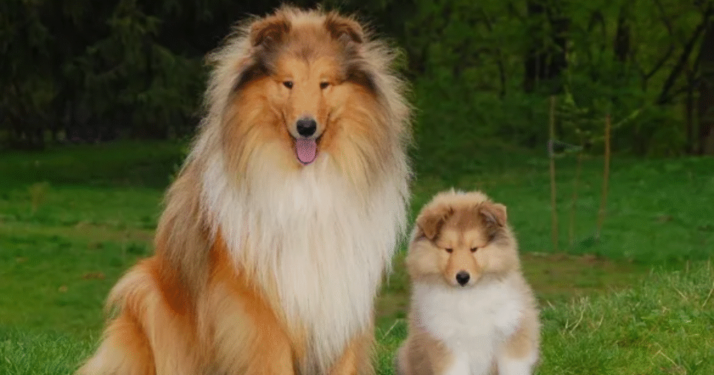 Collie loyal family dog for children