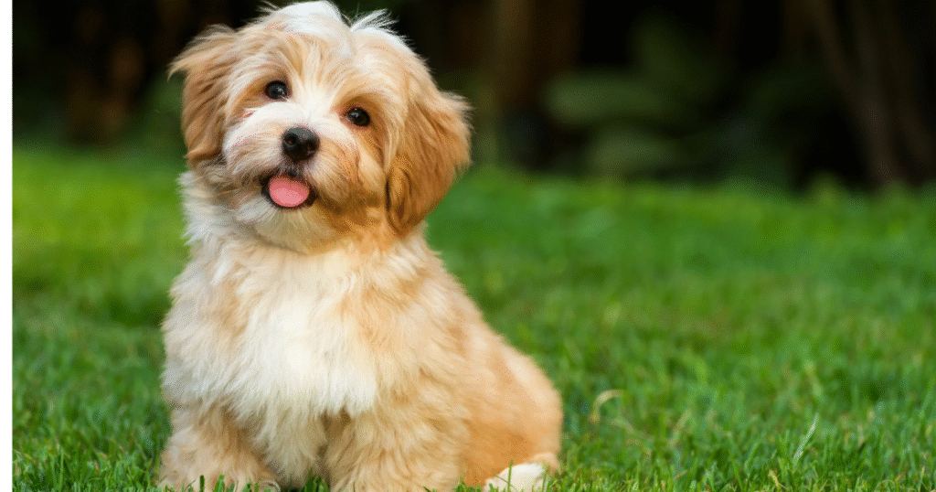 Bichon Frise hypoallergenic family dog