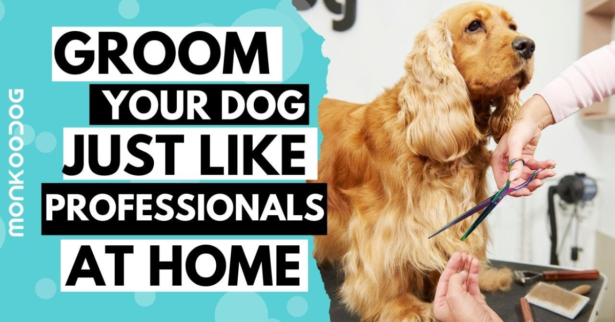 How to Groom Your Dog at Home