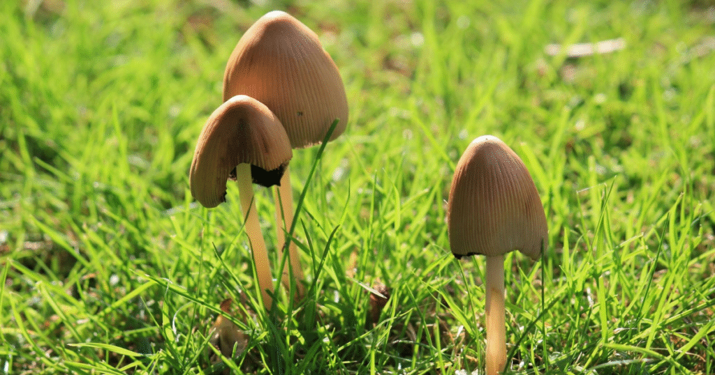 Mushrooms Safe for Parrots