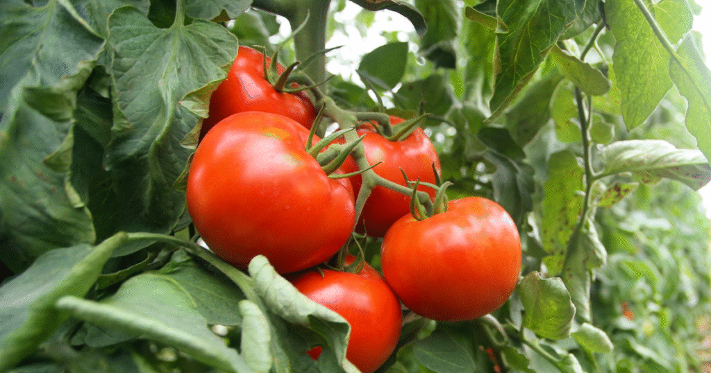 Tomato Leaves Are Toxic to Birds