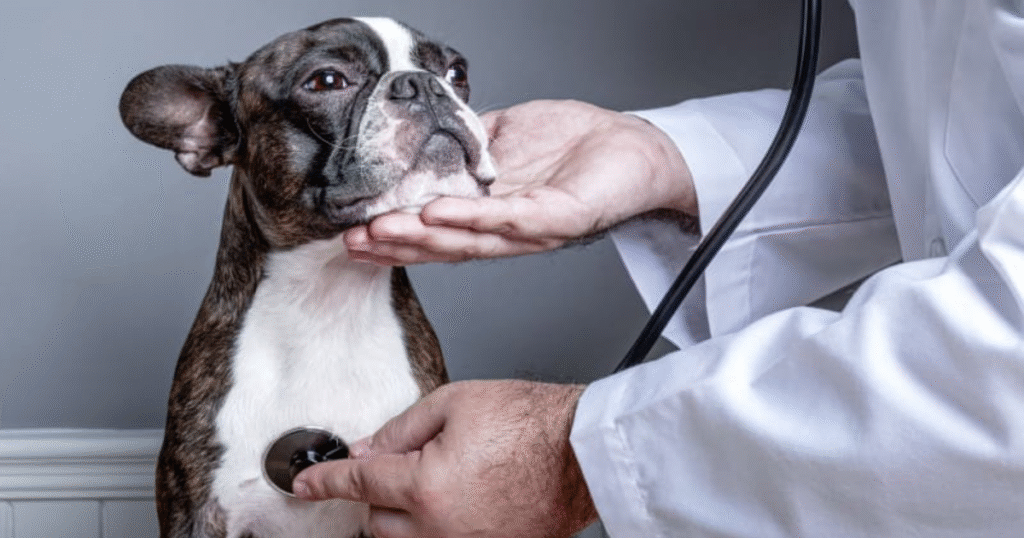 What to Expect at Your Dog’s First Vet Visit