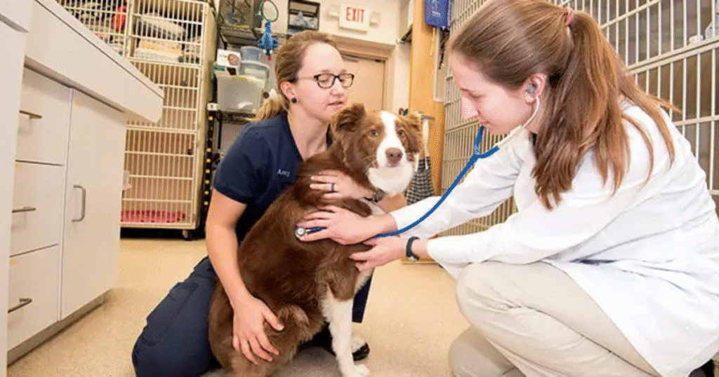 How to Prepare for Your Puppy’s First Vet Visit