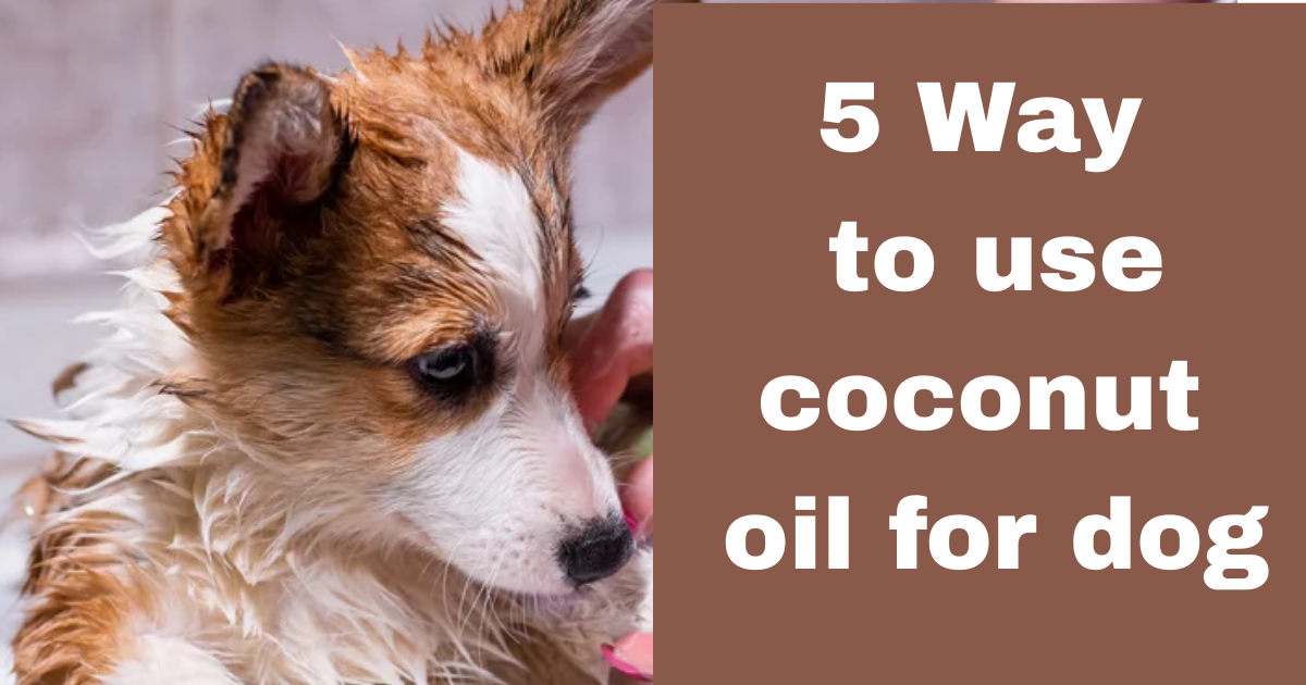 Discover the Top 5 Ways to Use Coconut Oil for Dogs’ Health and Happiness