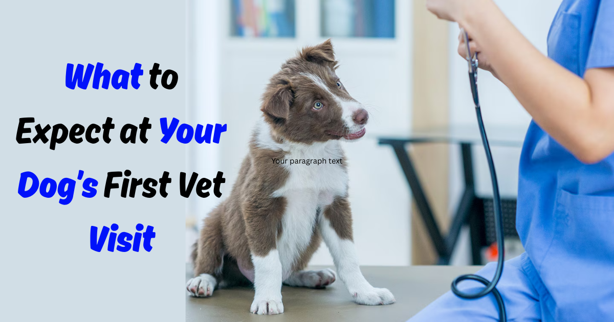 What to Expect at Your Dog’s First Vet Visit