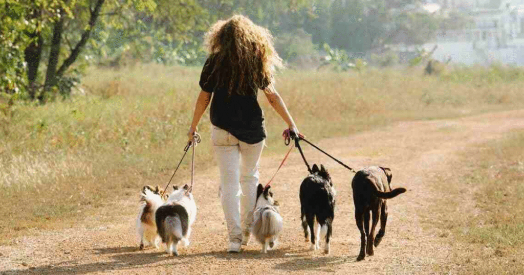 Things your pet wishes you knew: sometimes they just need space.
